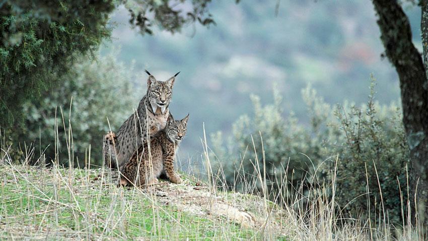 Andalusian Lynx Introduction