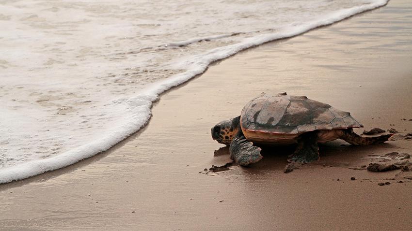 Reintroduccion tortugas marinas Fundacion CRAM