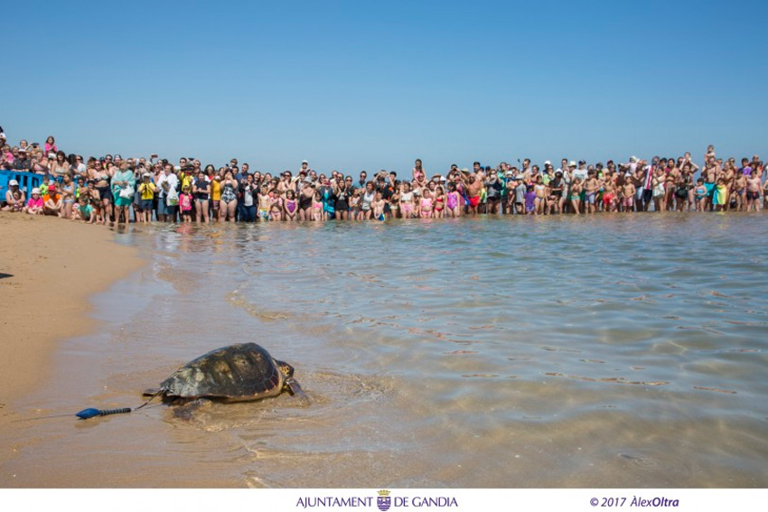 liberacion tortugas marinas Gandia