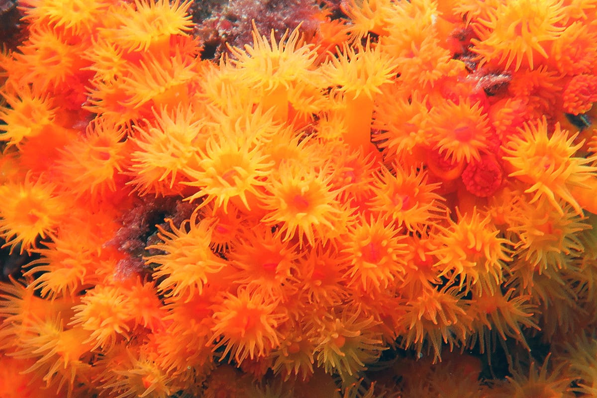 coral naranja