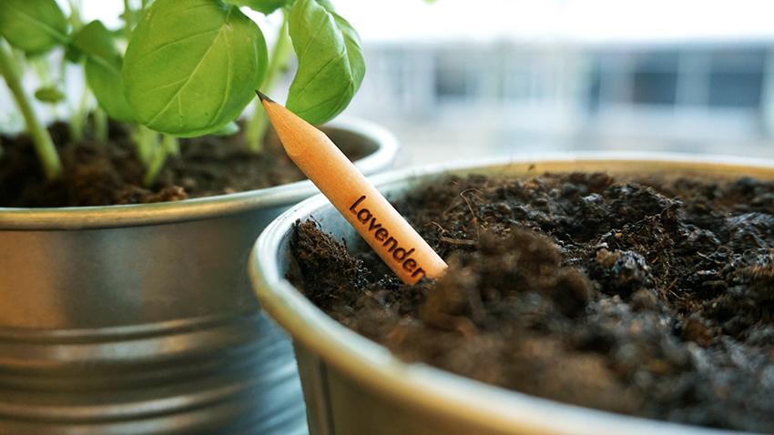 Sprout lapiz sostenible planta semillas