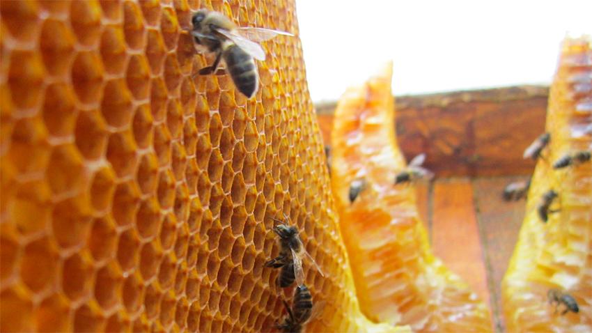 ambientologa Lucia Tarrafeta apicultura Monegros