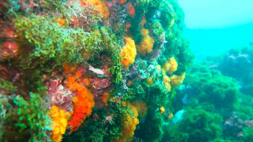 corales cambio climatico
