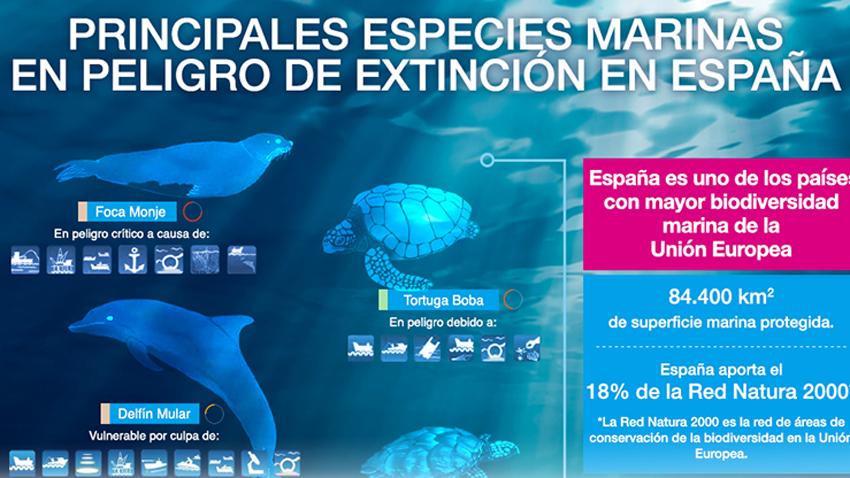 dia Biodiversidad Marina 2019 infografia Fundacion Aquae