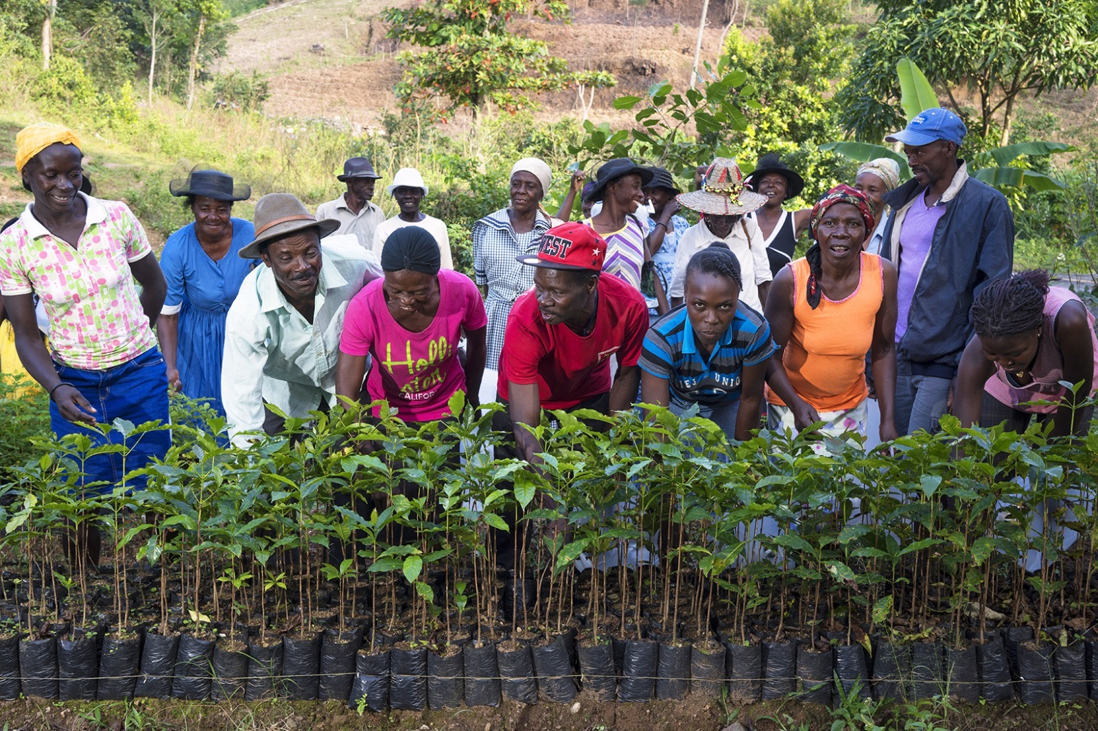 Haiti plantar arboles