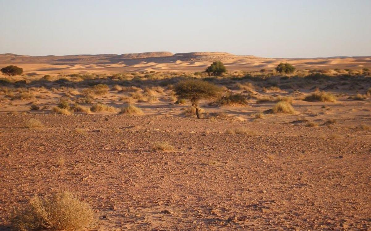 no podemos frenar avance desiertos pero si desertificacion sahara