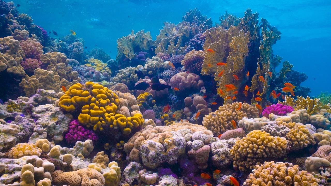 A colourful underwater world Al Wajh Lagoon 1