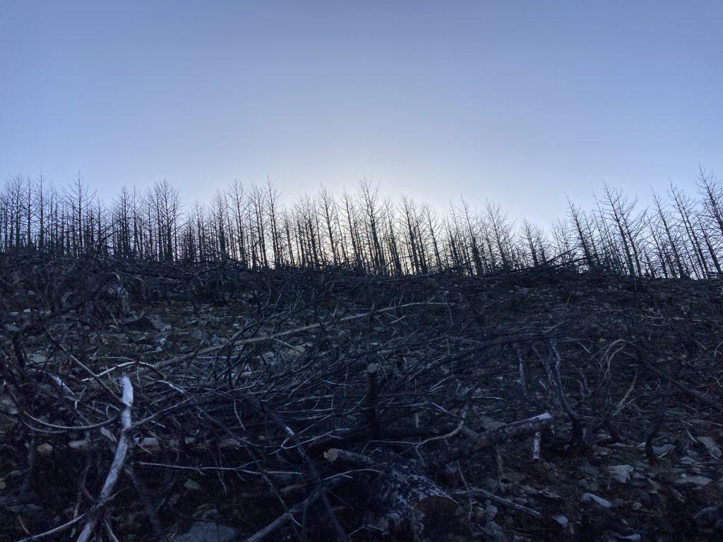 Zonas devastadas Valle de Iruelas Recuperación de áreas quemadas en España Bosques Sostenibles 2 1024x768