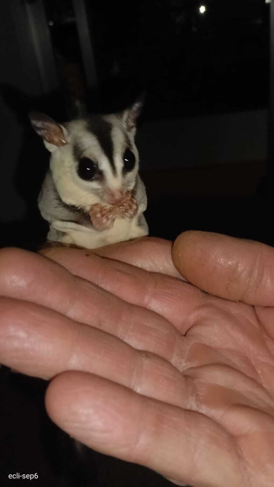 20251212 AAP Nía 1