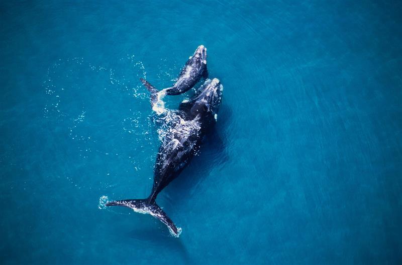 ballenas