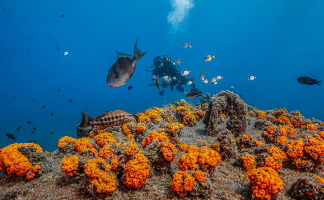 imagin coral