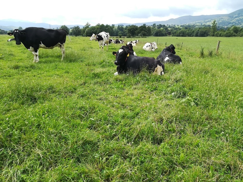 1326 Vacas. Felipe González. SEOBirdLife