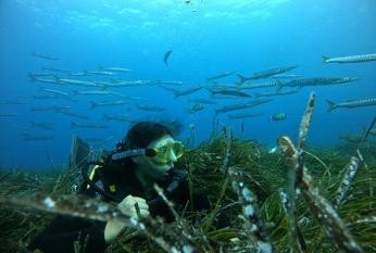 IMG Smart Green Seas