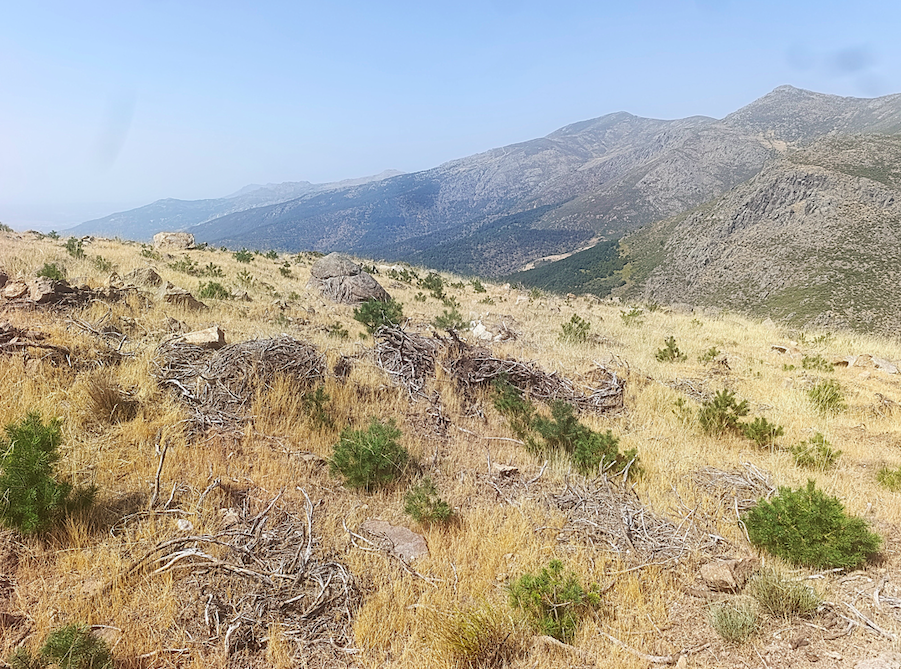bosques sostenibles