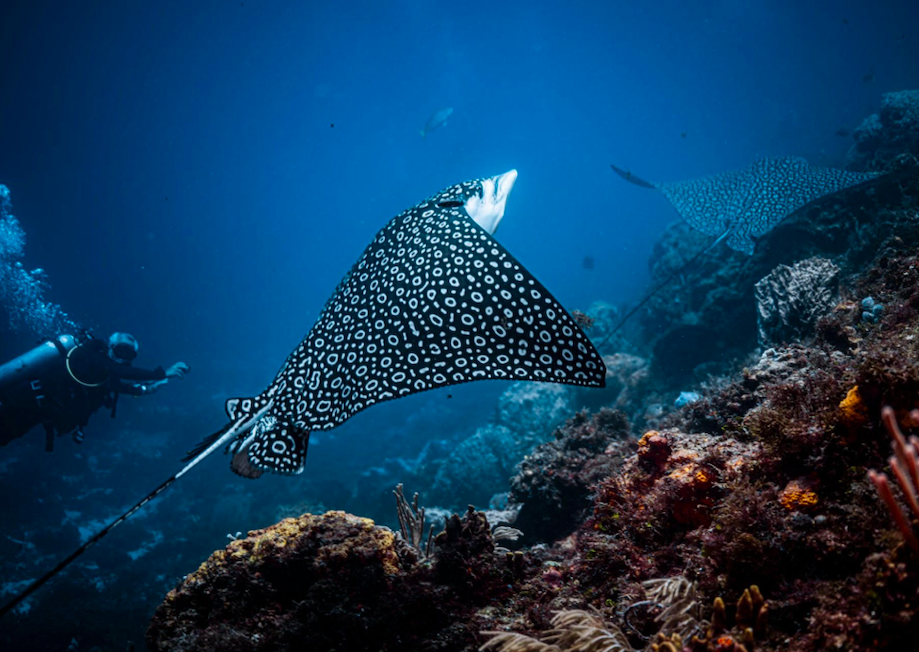 mantas