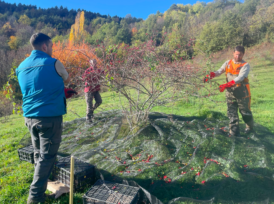 recolectar escaramujos